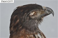 鳳頭蒼鷹藏品圖，第14張